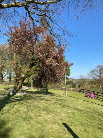 The Cottage Cork Luaran gambar